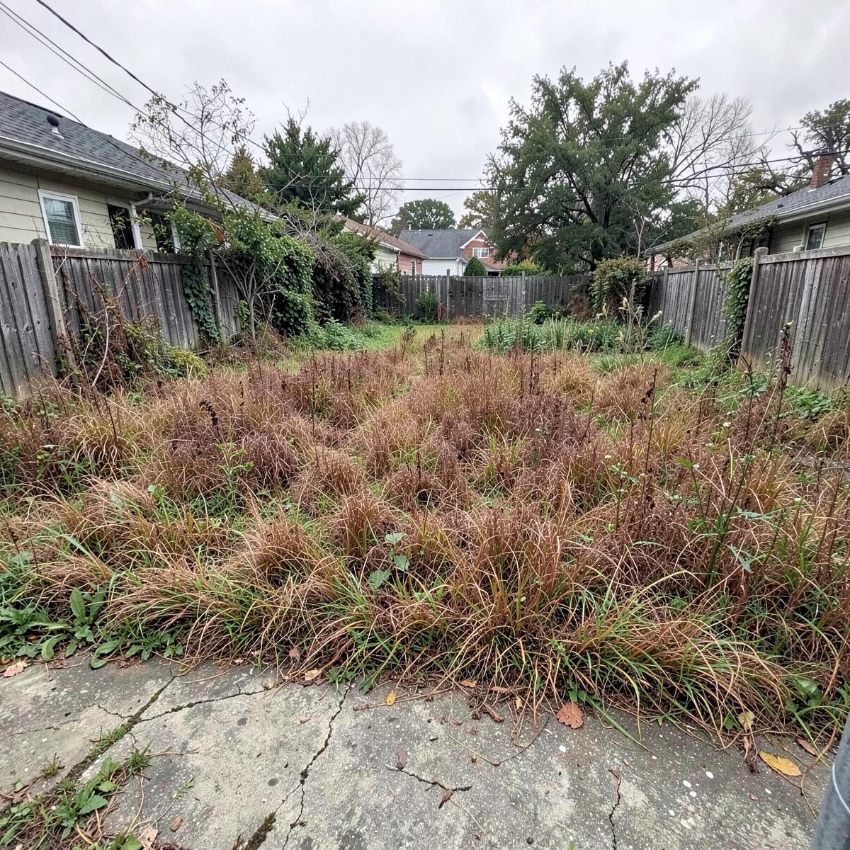 Overgrown backyard before Ramos Landscaping